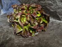 Salade feuille de chêne rouge