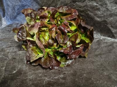 Salade feuille de chêne rouge