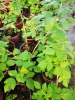 Plant de framboisier non remontant pot 1,5l