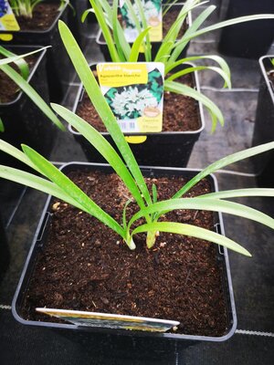 Agapanthe blanche en pot de 3l