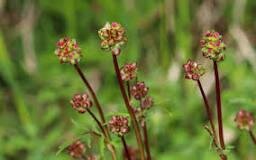 Pimprenelle (plants)