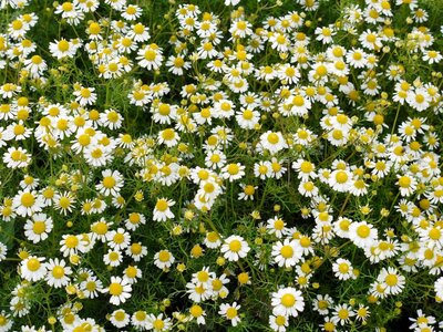Plant aromatique camomille romaine