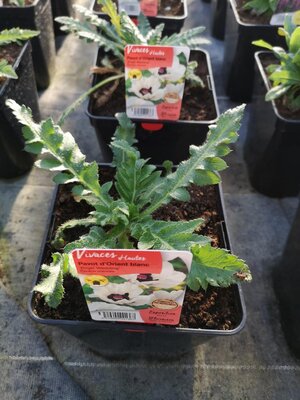 Pavot d'orient blanc en pot de 3l