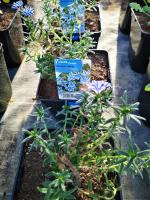 Lithodora bleue étoilé en pot de 3l