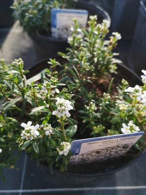 Ibéris blanc pot 3 l