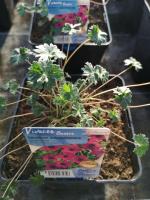 Géranium vivace violet en pot de 3l