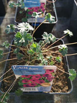 Géranium vivace violet en pot de 3l