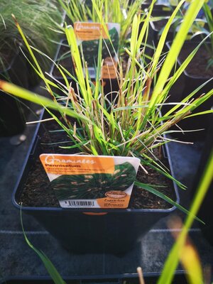 Pennisetum en pot de 3l