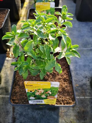 Sauge abricot vivace en pot de 3l
