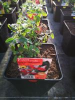 Sauge rouge et blanc vivace en pot de 3l