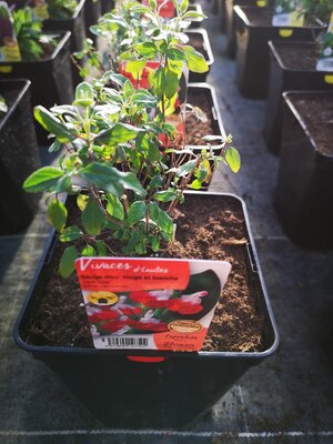 Sauge rouge et blanc vivace en pot de 3l