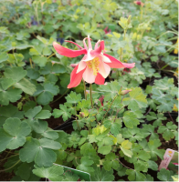 Ancolie mélange couleurs en pot de 3l