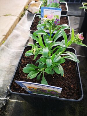 Aster nain à fleurs bleu en pot de 3l