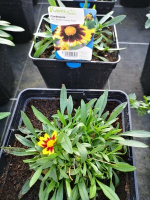 Coréopsis noir et jaune en pot de 3l