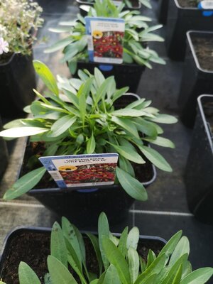 Coréopsis rouge coeur jaune en pot de 3l