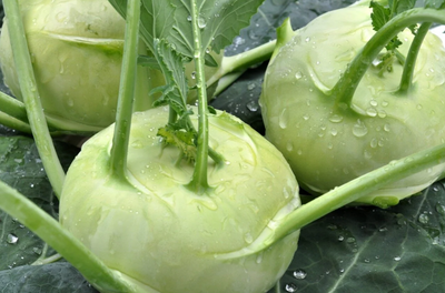 Chou rave vert