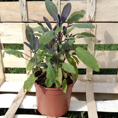 Sauge officinale pourpre 0.5l