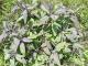 Sauge officinale pourpre 0.5l - image 2