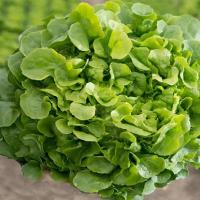 Variétés de salades