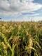 Farine de millet bio - image 2