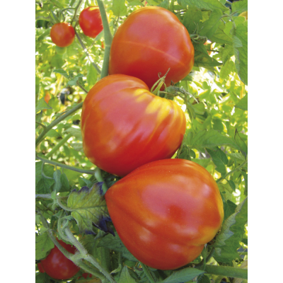 Tomate petit coeur de boeuf