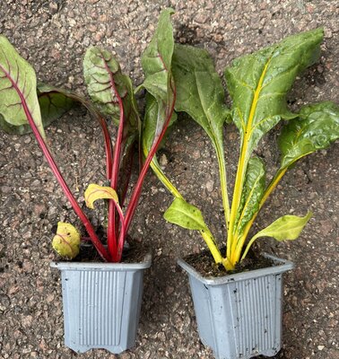 Plants de blettes de couleur