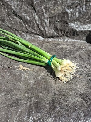Oignon blanc botte