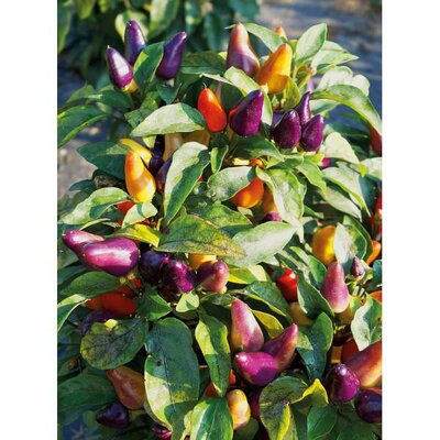 Plant piment aurora