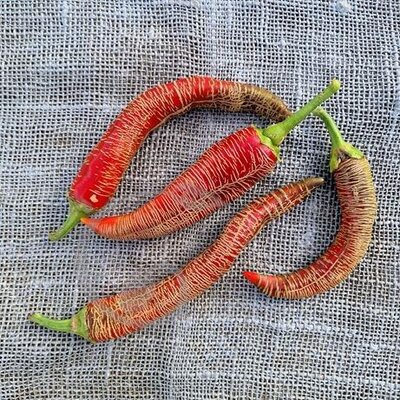 Plant piment paprika vezena