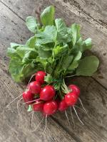 Botte de radis ronds roses