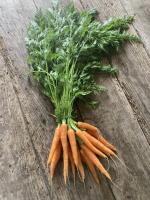 Botte carottes primeurs