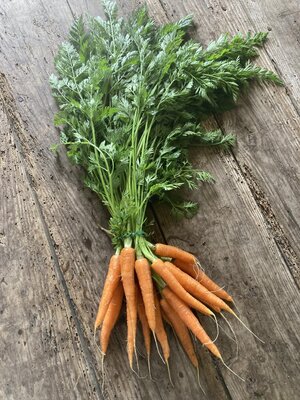 Botte carottes primeurs