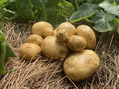 Pommes de terre primeurs