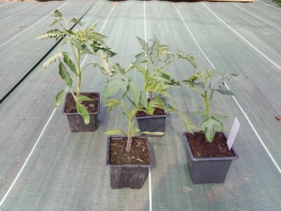 Plant de tomate - grosse cerise (maison)