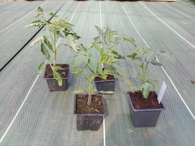 Plant de tomate - coeur de boeuf (maison)