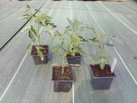 Plant de tomates - green zebra (maison)