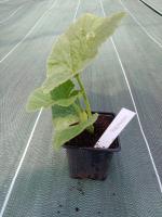 Plant de potimarron