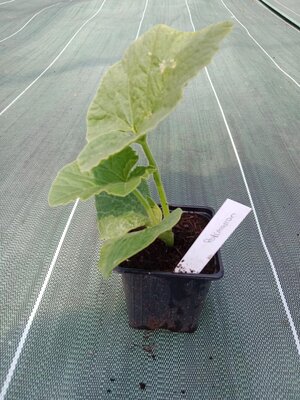 Plant de potimarron