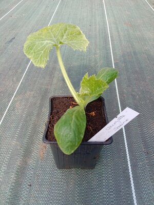 Plant de courgette jaune