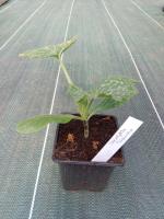 Plant de courgette genovese