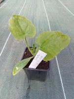 Plant de courgette verte