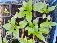 Plant piment peu fort
