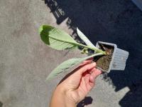 Plant d'artichaut