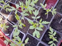 Plants de tomates naines