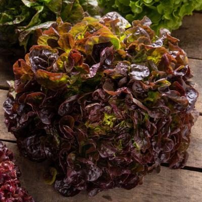 Salade chêne rouge