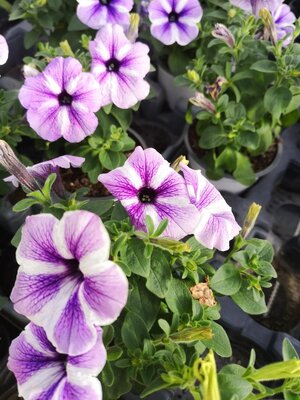 Surfinia violet et blanc