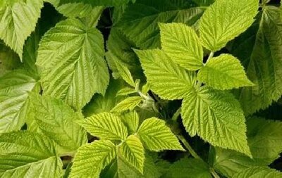 Framboisier feuille fraiche
