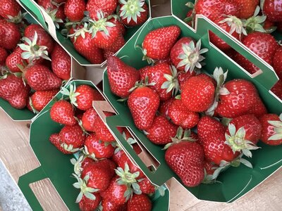 Barquette de fraises