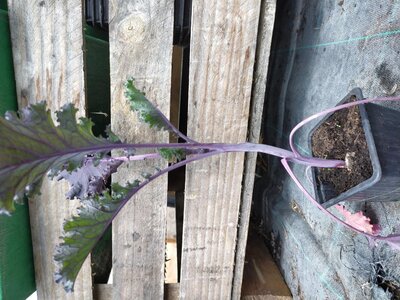 Chou kale rouge