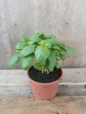 Basilic vert plant